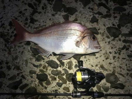 アジングで真鯛