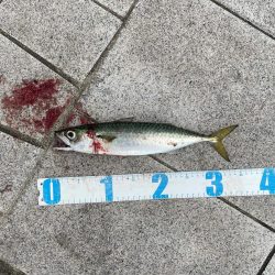 ショアジギング