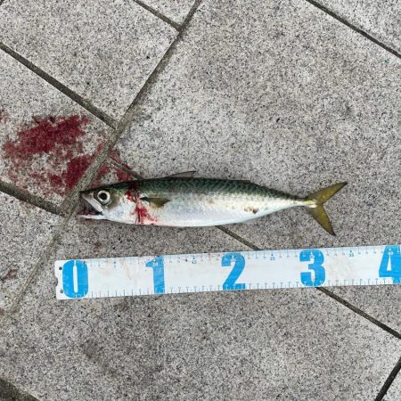 ショアジギング