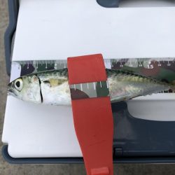 アジング？サビキ？