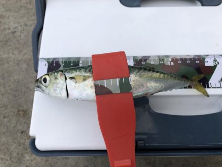 アジング？サビキ？