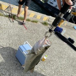 昼間シーバス60cm×2