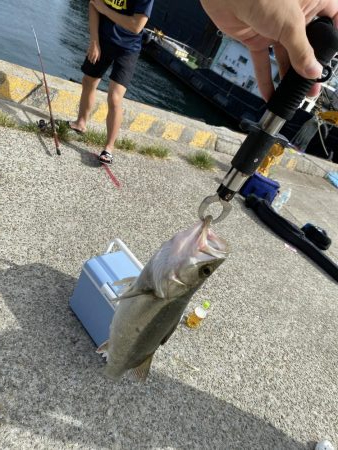 昼間シーバス60cm×2