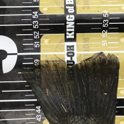 旧吉野川BIGバス