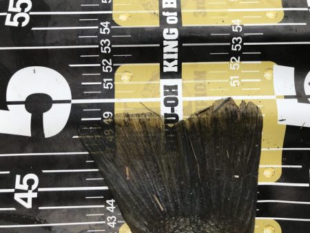 旧吉野川BIGバス