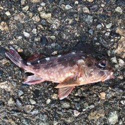大雨の後で海は濁ってたけれど