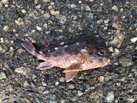 大雨の後で海は濁ってたけれど