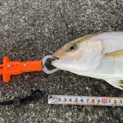 カマスの下にはヤツがいる!