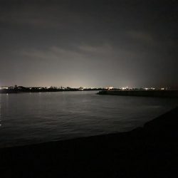 ケンサキイカ調査