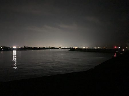 ケンサキイカ調査