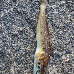 ダンゴ、サビキで7目