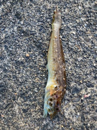 ダンゴ、サビキで7目