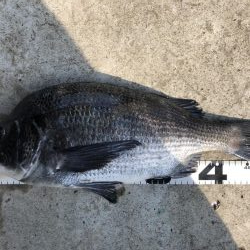 イチノ兄弟、釣果！