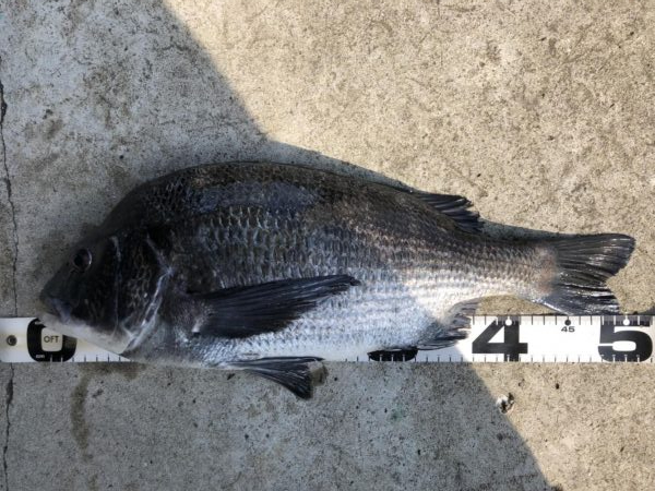 イチノ兄弟、釣果！