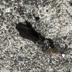 新子アオリイカ調査③