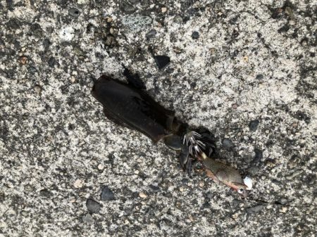 新子アオリイカ調査③