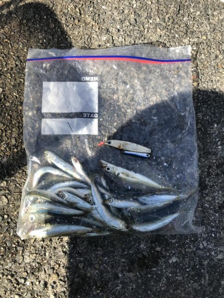 アジ少なめイワシまし人マシマシ