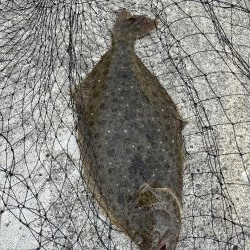 ヒラメが釣れちゃった