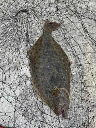 ヒラメが釣れちゃった