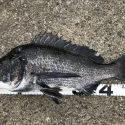 イチノ兄弟、釣果!