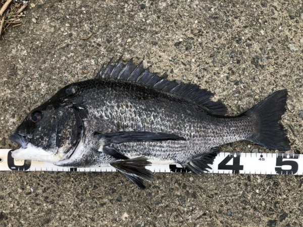 イチノ兄弟、釣果!