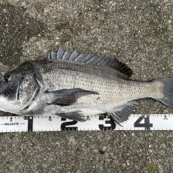 イチノ兄弟、釣果！