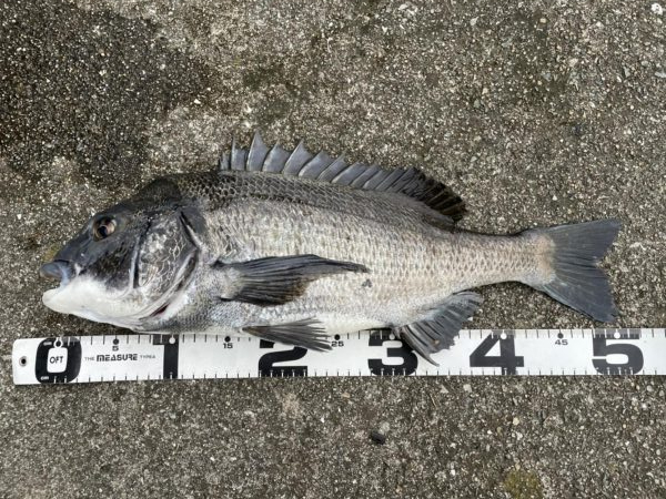 イチノ兄弟、釣果！