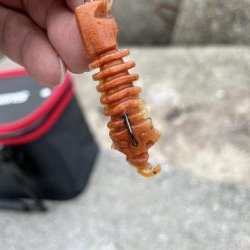 アコウ釣りその2