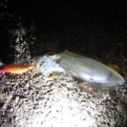 アオリイカ新子調査②