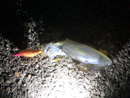 アオリイカ新子調査②