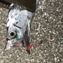 朝マズメ、太刀魚釣り