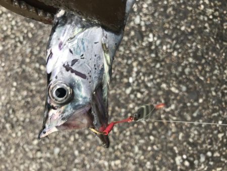 朝マズメ、太刀魚釣り