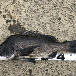 イチノ兄弟、釣果！