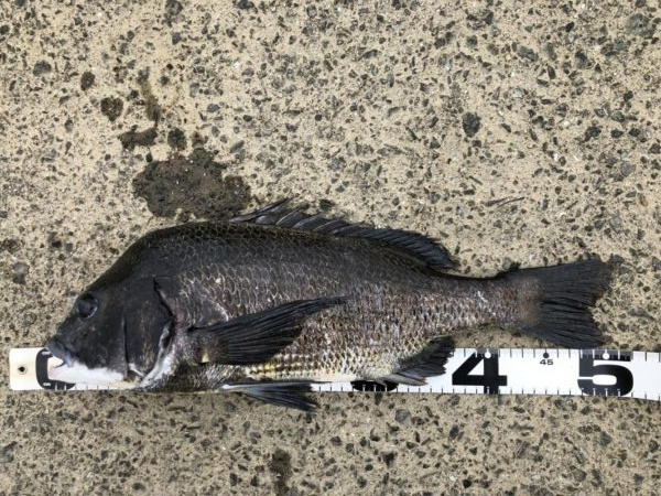 イチノ兄弟、釣果！