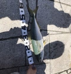 初ショアからの青物