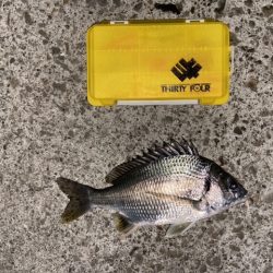 深夜のライトゲーム