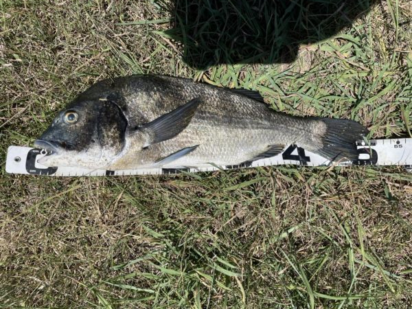 イチノ兄弟、釣果！