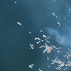 完全フカセどてら流しでカツオ