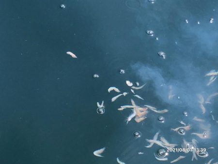 完全フカセどてら流しでカツオ