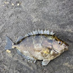 浮サビキしてみました