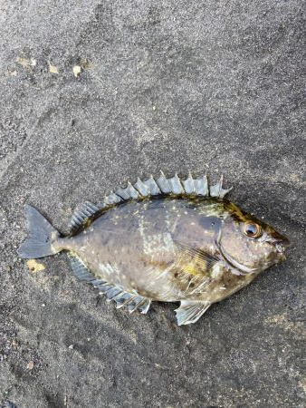 浮サビキしてみました