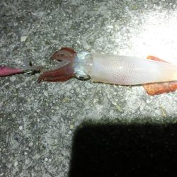 剣先調査に行ってきた