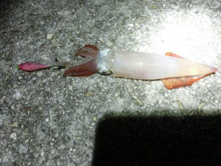 剣先調査に行ってきた