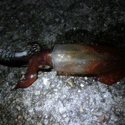 終盤の剣先イカはまだまだいける