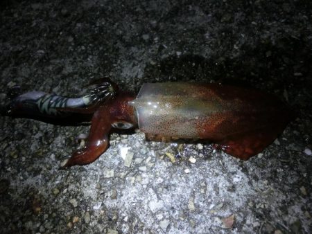 終盤の剣先イカはまだまだいける