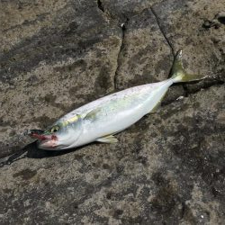 ショアジギング