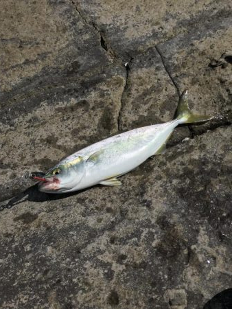 ショアジギング