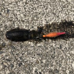 アオリイカ新子調査④