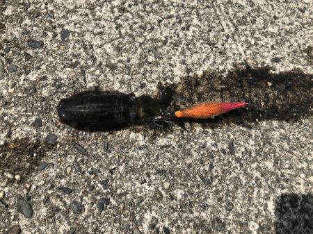 アオリイカ新子調査④