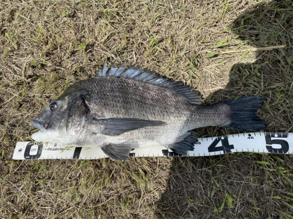 イチノ兄弟、釣果！